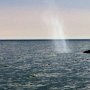 <p align=left>... et les baleines